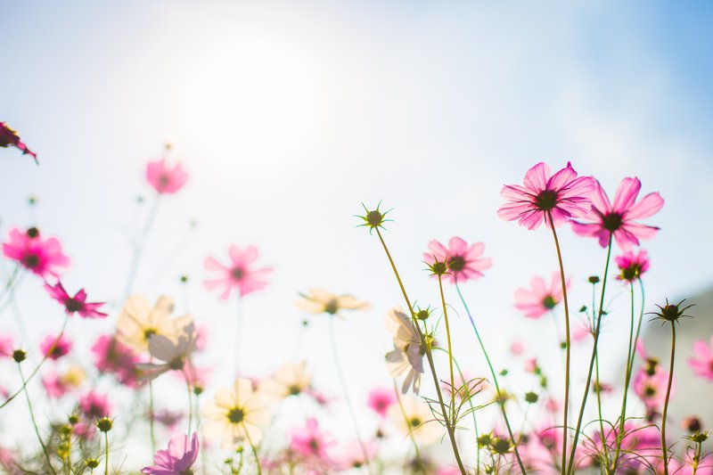 abatract-sweet-color-cosmos-flowers-bokeh-texture-soft-blur-background-with-pastel-vintage-retro-style